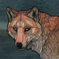 Wolf-5 Headshot