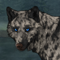 Anush |Ducat/White merle Headshot