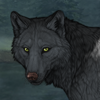 Wolf Headshot