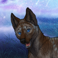 Sky (rose spot/blue fur) Headshot