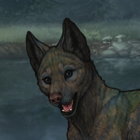 LakePup Headshot