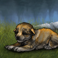 New Largest Puppy Headshot