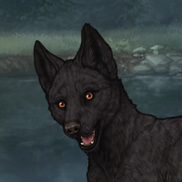 Nightpup Headshot