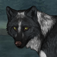 Wolf Headshot