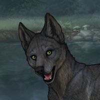 New Puppy spd agil Headshot