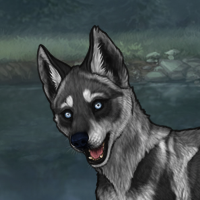 iridium husky Headshot