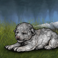 Runt Howlite pup Headshot