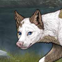 Piebald dip babygirl :) T Headshot