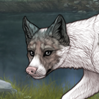 Piebald Biewer MALE Headshot