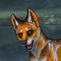 Dingo Headshot