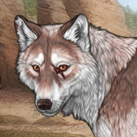 Wolf Headshot