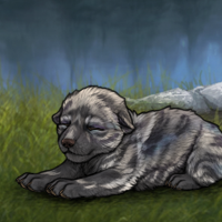 ☯️ Ain Pup Headshot