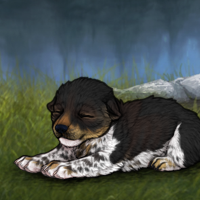 New Runt Puppy Headshot