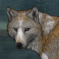 Graying Wolf Headshot