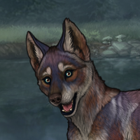 Novus Wolf Headshot