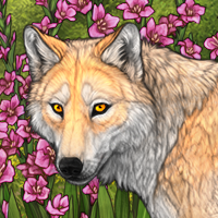 Wolf Headshot
