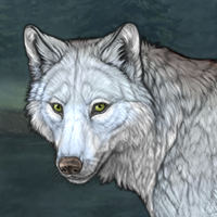 Wolf Headshot