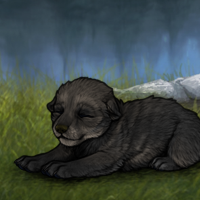 New Puppy Headshot