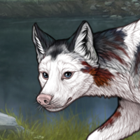 Piebald frontal F 7M Headshot