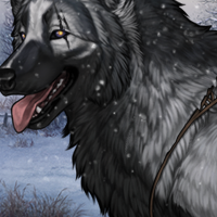Wolf Headshot