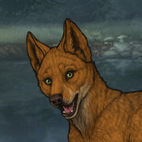 Dingo Headshot