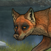 Little fox Headshot