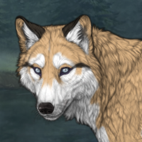 Black Vixen Points6 husky Headshot