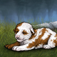 Piebald smart selfish Headshot