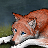 Wolf Headshot
