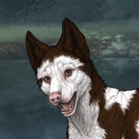 piebald frontal Headshot