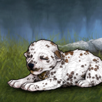 G2 T2 HET Dalmatian Headshot