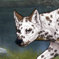 G2 T2 HET Dalmatian Headshot