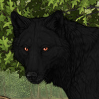 Wolf Headshot