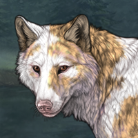 Asura (Uneven Piebald) Headshot