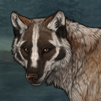 Badger male Headshot