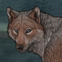 Cedarbark Headshot