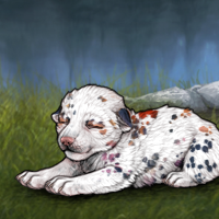 Dalmatian Headshot