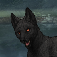 Nightpup Headshot