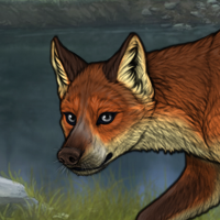 keen male fox Headshot