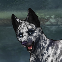 RC husky merle Headshot