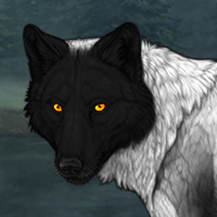 Wolf Headshot