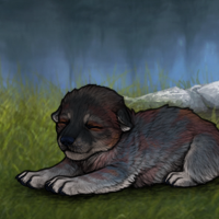 Pup bundle Headshot