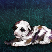 Torn Piebald! Headshot