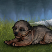 New Puppy Headshot
