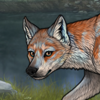 Male fox keep s change Headshot