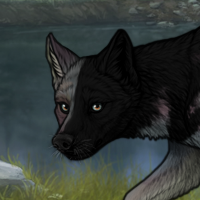 ((Pup))Nocturne; 4M Headshot