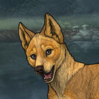 Dingo Headshot