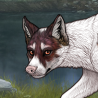 Piebald Rufous Headshot