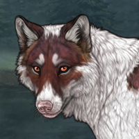 Piebald Rufous Headshot