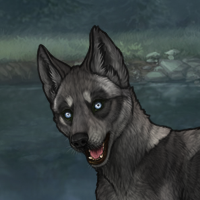 enclave husky Headshot